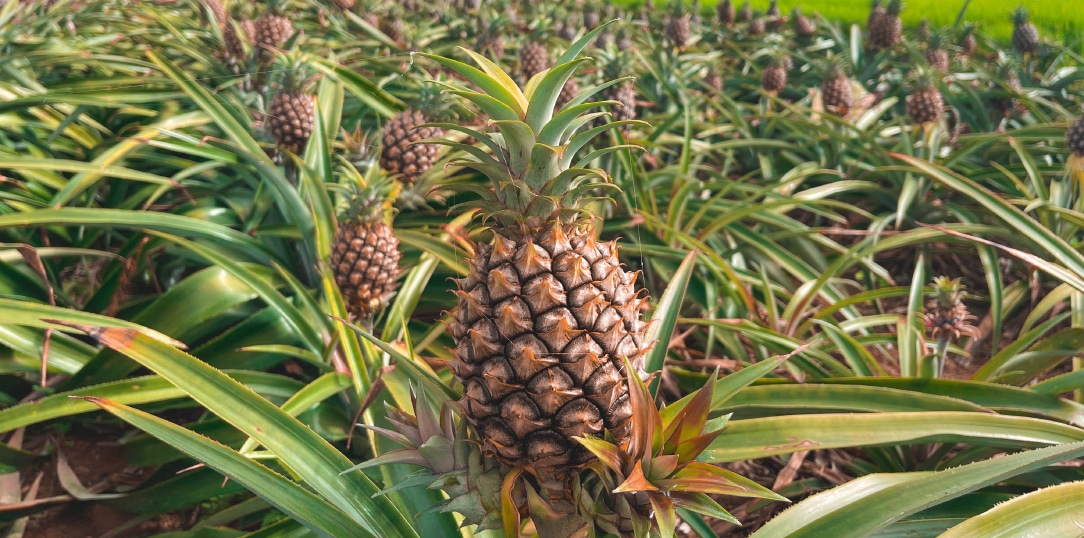 ISHIGAKI Pineapple